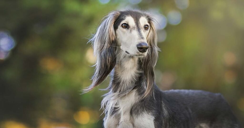 15 Cleanest Dogs (Best Dog Breeds for a Clean House)