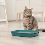 Adorable grey cat near litter box indoors. Pet care