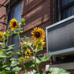 Window Air It’s the million dollar question. Can you leave a window air conditioner on 24/7? Well, let’s get down to business and figure it out. Real quick. If you’re here, then you’re in the same situation as many out there in this summer’s sweltering heat — wondering if it’s safe to leave the window air conditioner running all day. It’s no lie that this summer has been one of the hottest on record and sometimes it feels impossible to turn off that window A/C unit, especially when you’re trying to fall asleep at night. The answer to that question is: yes! A normal window air conditioner unit is designed to handle a lot of usage. If you’re at home, there is absolutely no danger in leaving your window A/C unit running the entire time. You have nothing to worry about. Sit back, relax, and enjoy the great indoors while running that air conditioner. Now just because you can leave a window air conditioner on 24/7…doesn’t mean you should. Here’s a few reasons why it might not be such a good idea: Be ready for some pricey electric bills at the end of the month. It’s no secret that window air conditioners are electricity guzzlers, especially during those hot summer months. According to the Department of Energy, “set your air conditioner’s thermostat as high as is comfortably possible in the summer. The less difference between the indoor and outdoor temperatures, the lower your overall cooling bill will be.” And remember to properly seal the space between your A/C unit and the window frame. The last thing you want is to let all that cool air escape back outside. It will hurt the environment. There’s absolutely no getting around the fact that window air conditioners are bad for the environment. According to the EPA, Hydrofluorocarbons (HFCs) are greenhouse gases used in a variety of refrigeration products, including window air conditioners. But, when it comes to dangerous heat levels and your health — there’s a fine line to toe here. The best you can do is limit your usage of the window A/C unit and when buying a new unit, look for the ENERGY STAR label. Now, when it comes to limiting your usage — here are some other tips you can try to keep cool, while not running your window A/C unit all day. Close the doors to the room where your window a/c unit lives. Window A/C units are made to cool a very specific amount of air space — usually one small-to-medium sized room. If you leave the door open to that room, you’re inviting warm air from the outside to come into the room. This will cause the A/C to continuously try to cool down both rooms at the same time. If you do need to leave the door open to whatever room you’re trying to cool, limit the usage of your A/C unit during the hottest parts of the day. Turn off your A/C unit overnight. Most everyone you probably know runs their air conditioners overnight. And it’s understandable. Hot temperatures keep you awake and sweaty to start off the night — and no one likes that. But there is some common middle ground here. When you’re sleeping, your body temperature naturally lowers. It can tolerate sleeping in high heat, but you just have to be asleep first! If you have a window air conditioner with settings for “sleep mode” or “energy saver” — make sure to turn that on! That way, your air conditioner will kick off in the middle of the night when your room is the appropriate temperature. A win/win for everyone involved. It’s time to invest in a dang good fan. Fans don’t filter the air, nor do they cool it in any manner — but what they can do is disperse air across the room and your body, providing a ~cooling effect~ and making it seem like you might have air conditioning. Now, let’s not joke. A fan will never replace an air conditioner entirely, but it can help boost the efficiency of your air conditioning unit. As your window unit sends cooler air into the room, a ceiling fan will continue to blow that cool air around the room. Next time you go to sleep, try running your overhead fan through the night and give your window A/C unit a break. You might be pleasantly surprised. Own your home? Plant some trees. This is obviously for a very specific person who owns their home and has a reasonable amount of space around their home to plant some trees, but it’s one of the best possible ways to help cool your home in the long term. By planting trees and other large shady plants and bushes — they could play a massive role in cooling your home in the long term future. Planting trees on the south and west sides of your home can diminish heat radiating on your home during the peak summer periods, and in return, save you money on your energy bills…all while keeping the inside of your home cooler. All in all, there are some advantages and disadvantages to leaving your window A/C running all day — but know that it’s completely safe and you have nothing to worry about. And if you’re currently in the market for a new window air conditioner unit, here are some things you should look for! Unit with Yellow Sunflowers in Astoria Queens New York during Summer