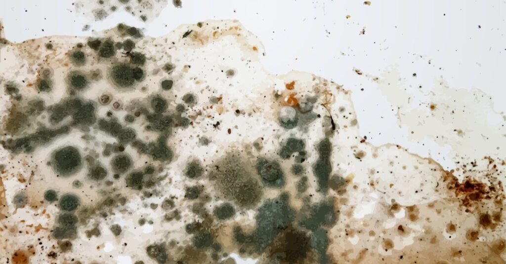 image of black mold on the wall in vector